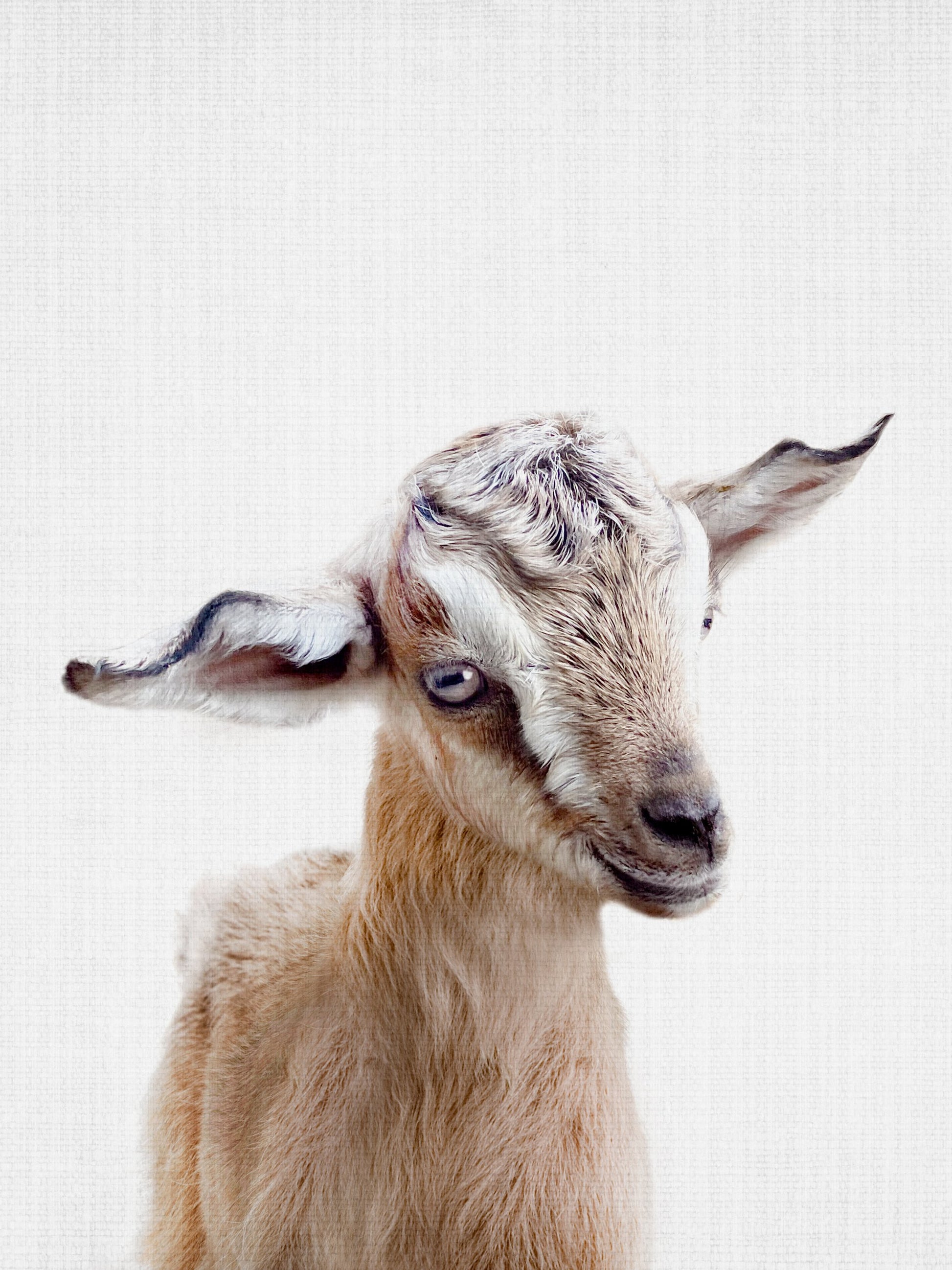 Peekaboo Baby Goat - Poster / Art Print