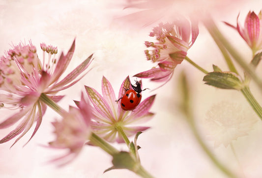 Ladybird and pink flowers - Poster / Art Print