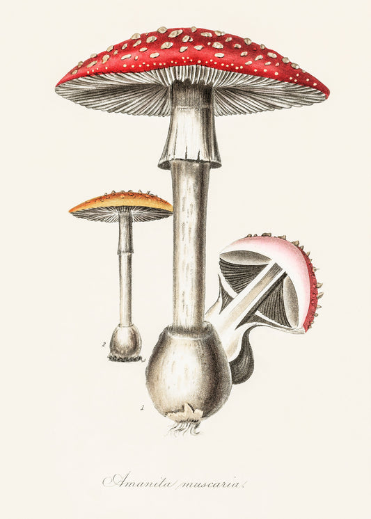 Amanita Muscaria Illustration. Medical Botany 1836 - Poster / Art Print