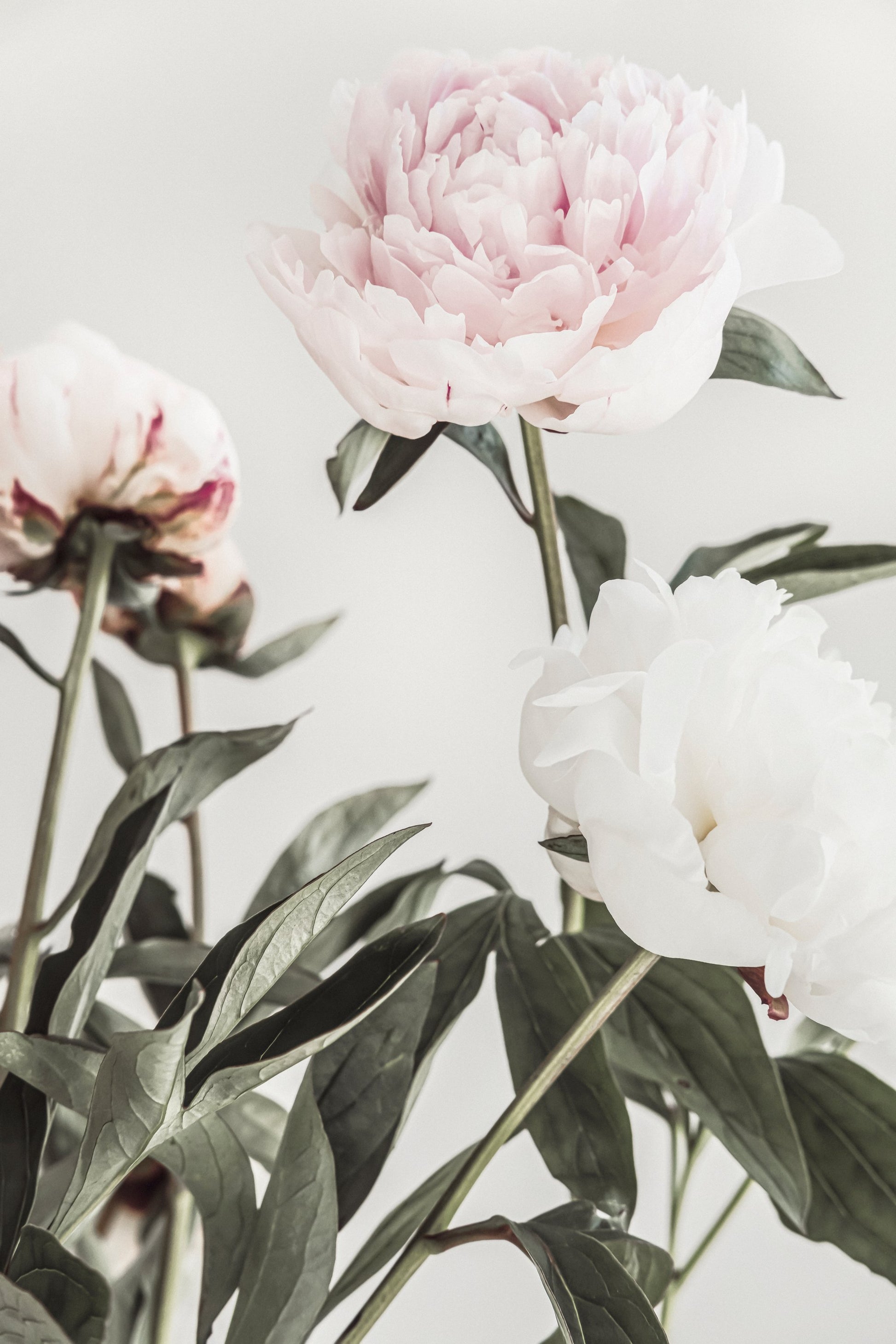 Peony 04 - Poster / Art Print