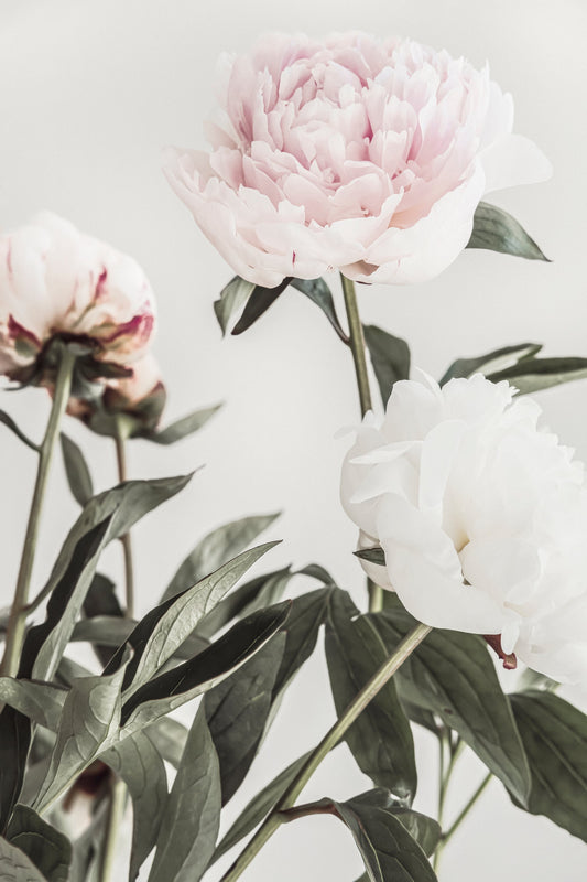 Peony 04 - Poster / Art Print