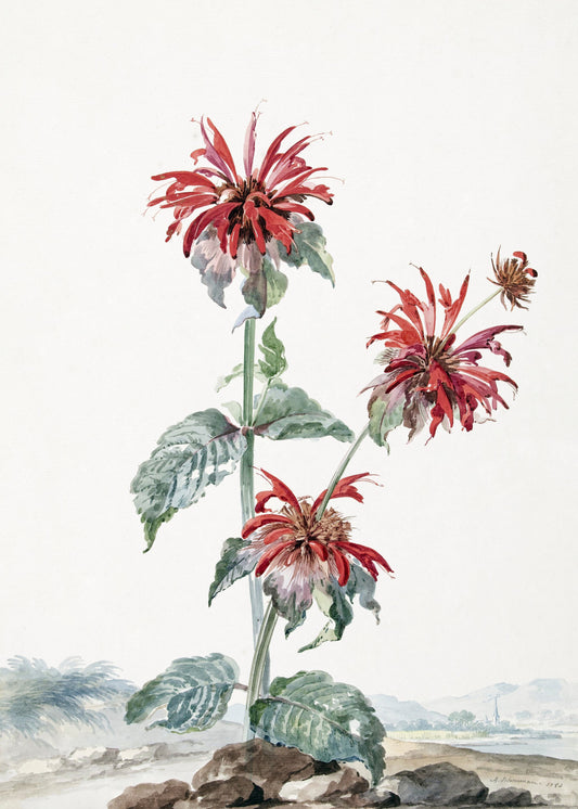 A Red Bergamot In a Landscape - Poster / Art Print