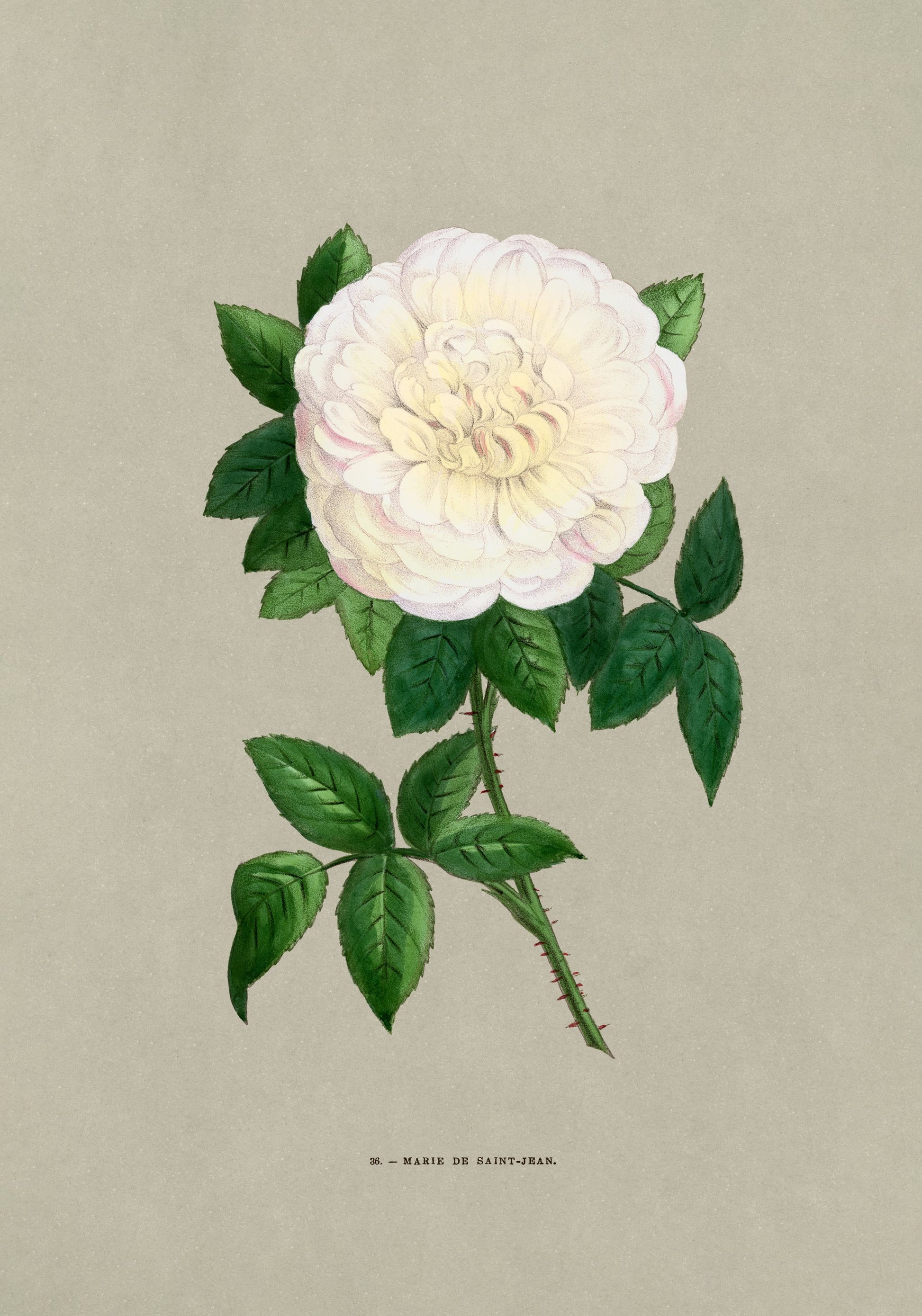 Rose Marie De Saint Jean - Poster / Art Print