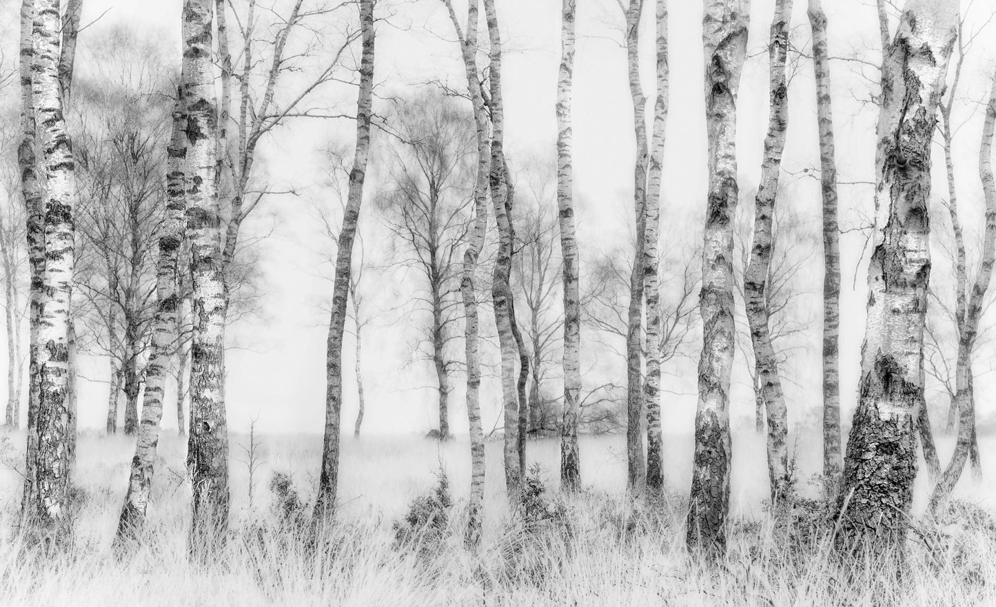 Black and white - Poster / Art Print