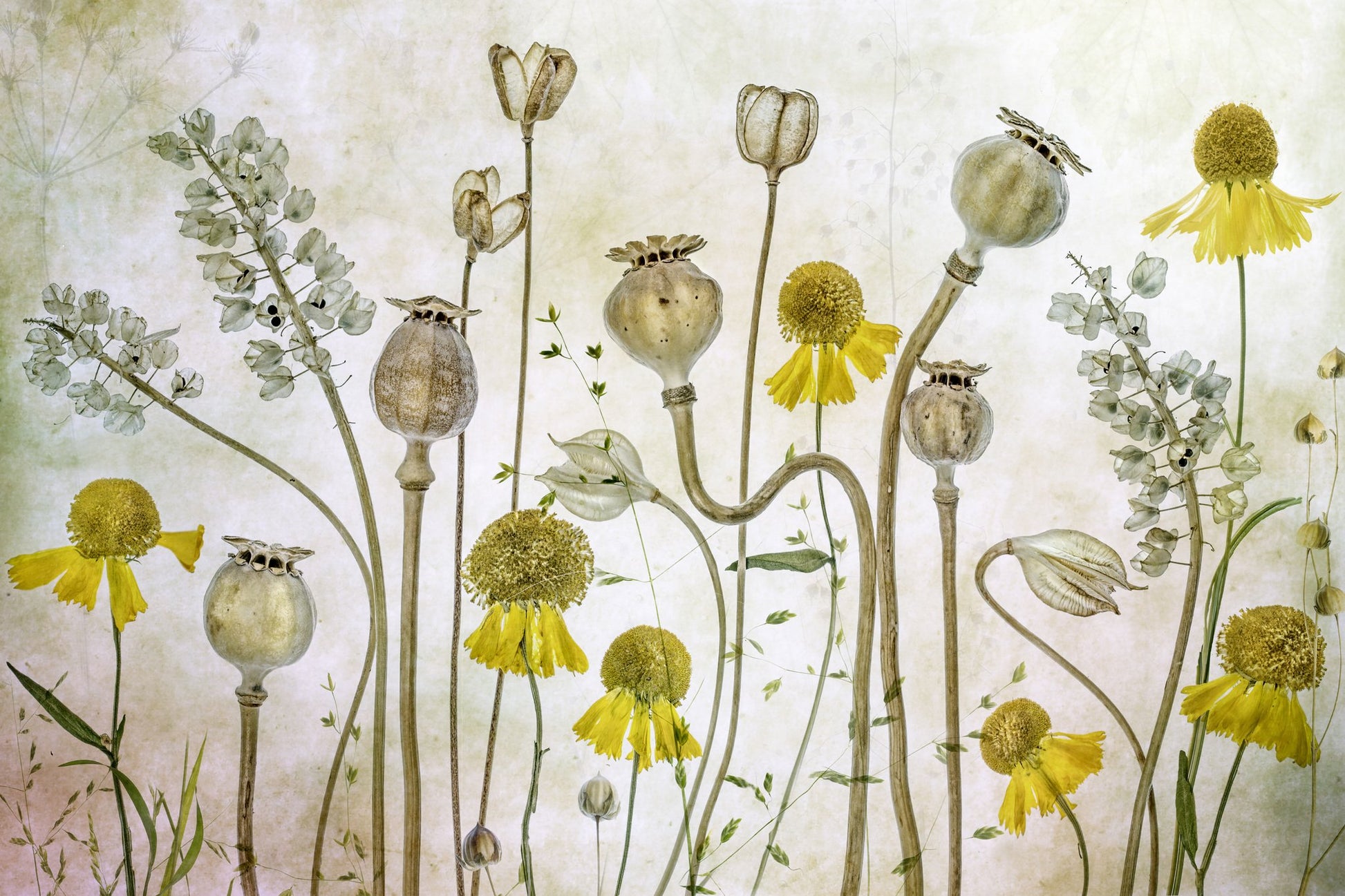 Poppies and Helenium - Poster / Art Print