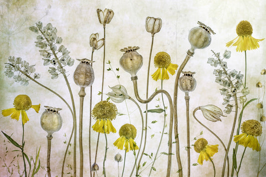 Poppies and Helenium - Poster / Art Print