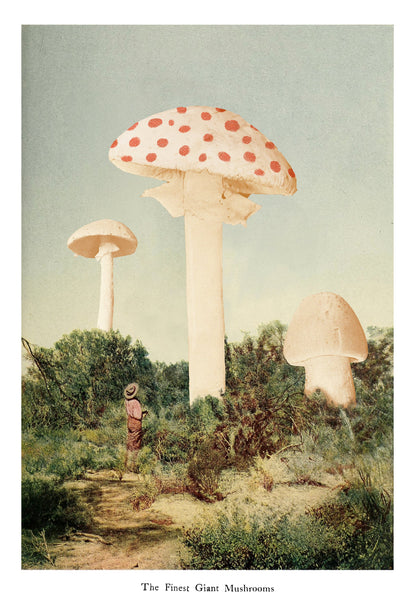 The Finest Giant Mushroom - Poster / Art Print