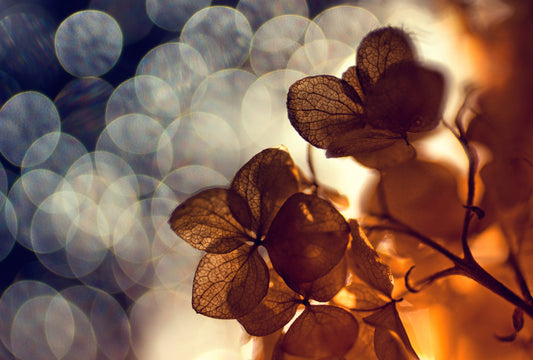 A beautiful light - Poster / Art Print