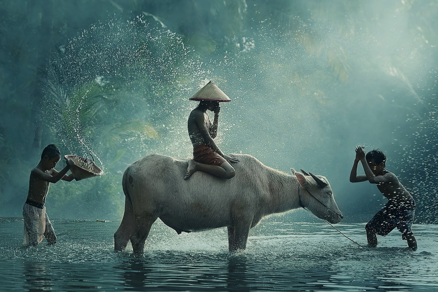 Water Buffalo - Poster / Art Print