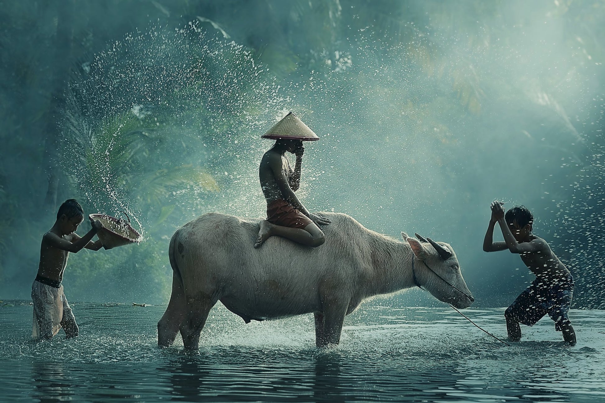 Water Buffalo - Poster / Art Print