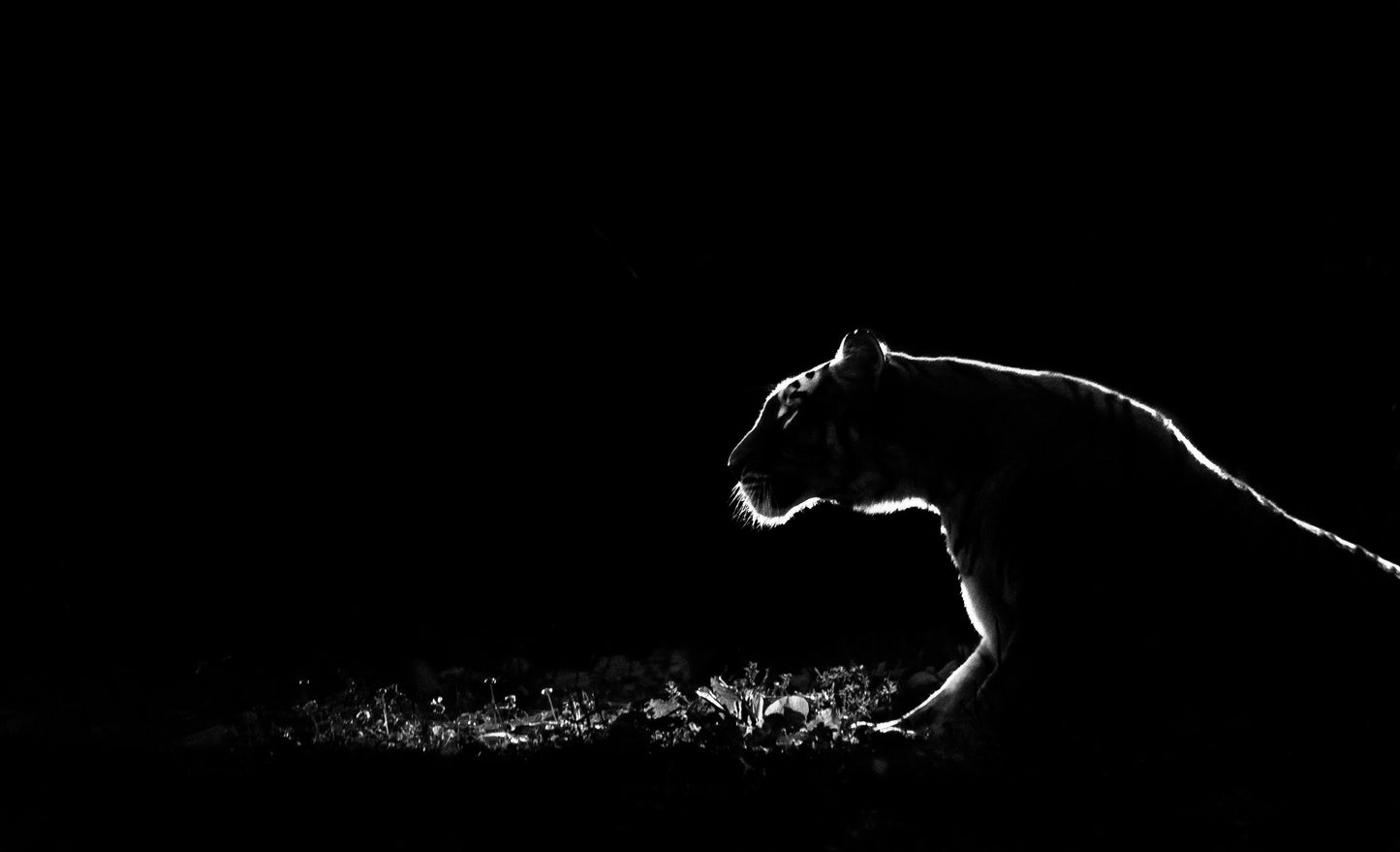 Tiger in the dark - Poster / Art Print