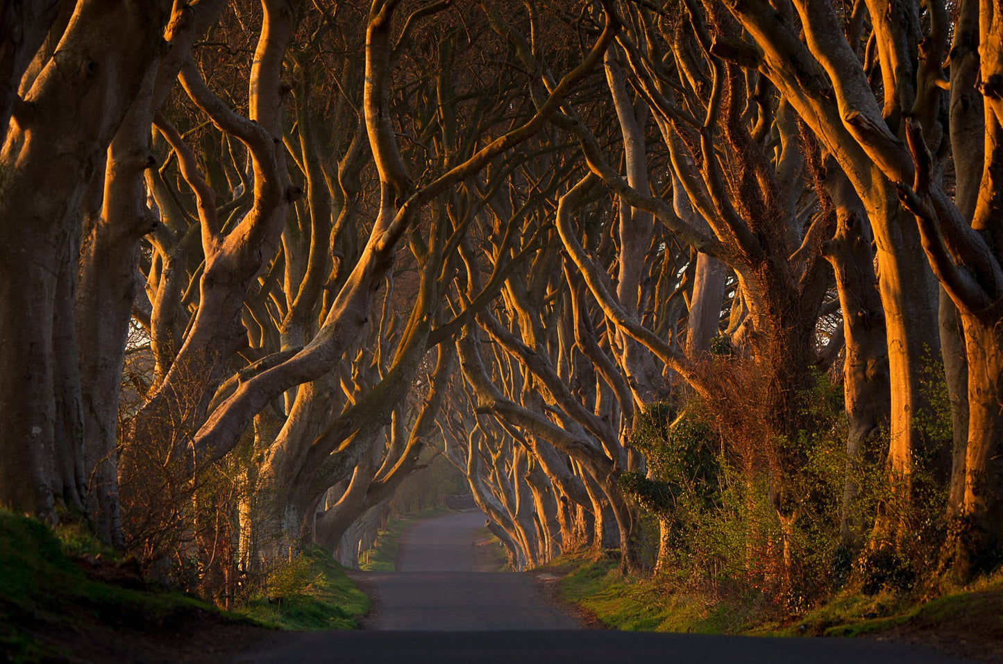 The Dark Hedges in the Morning Sunshine - Poster / Art Print
