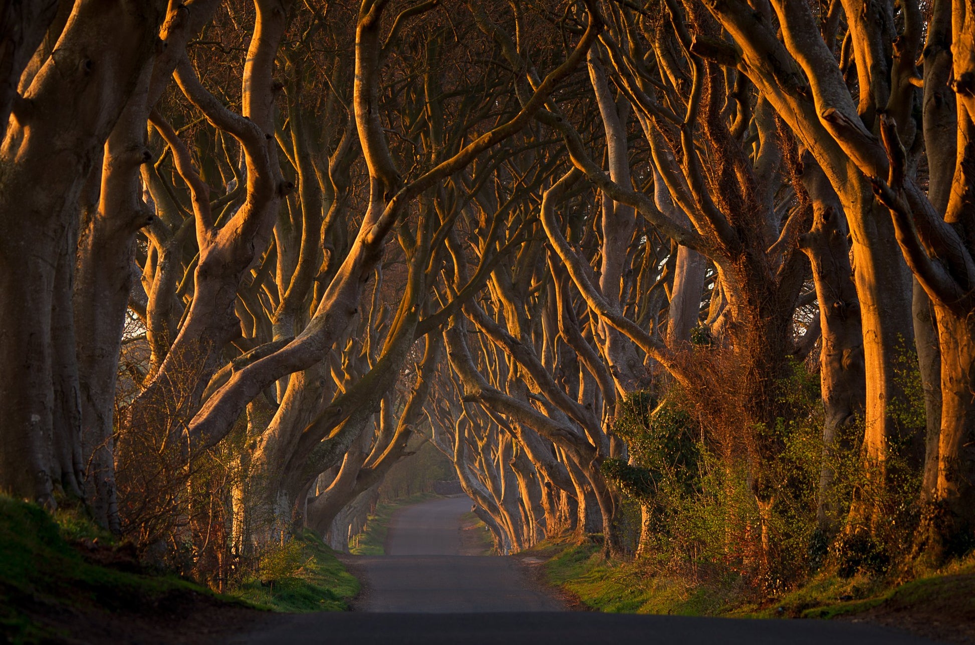 The Dark Hedges in the Morning Sunshine - Poster / Art Print