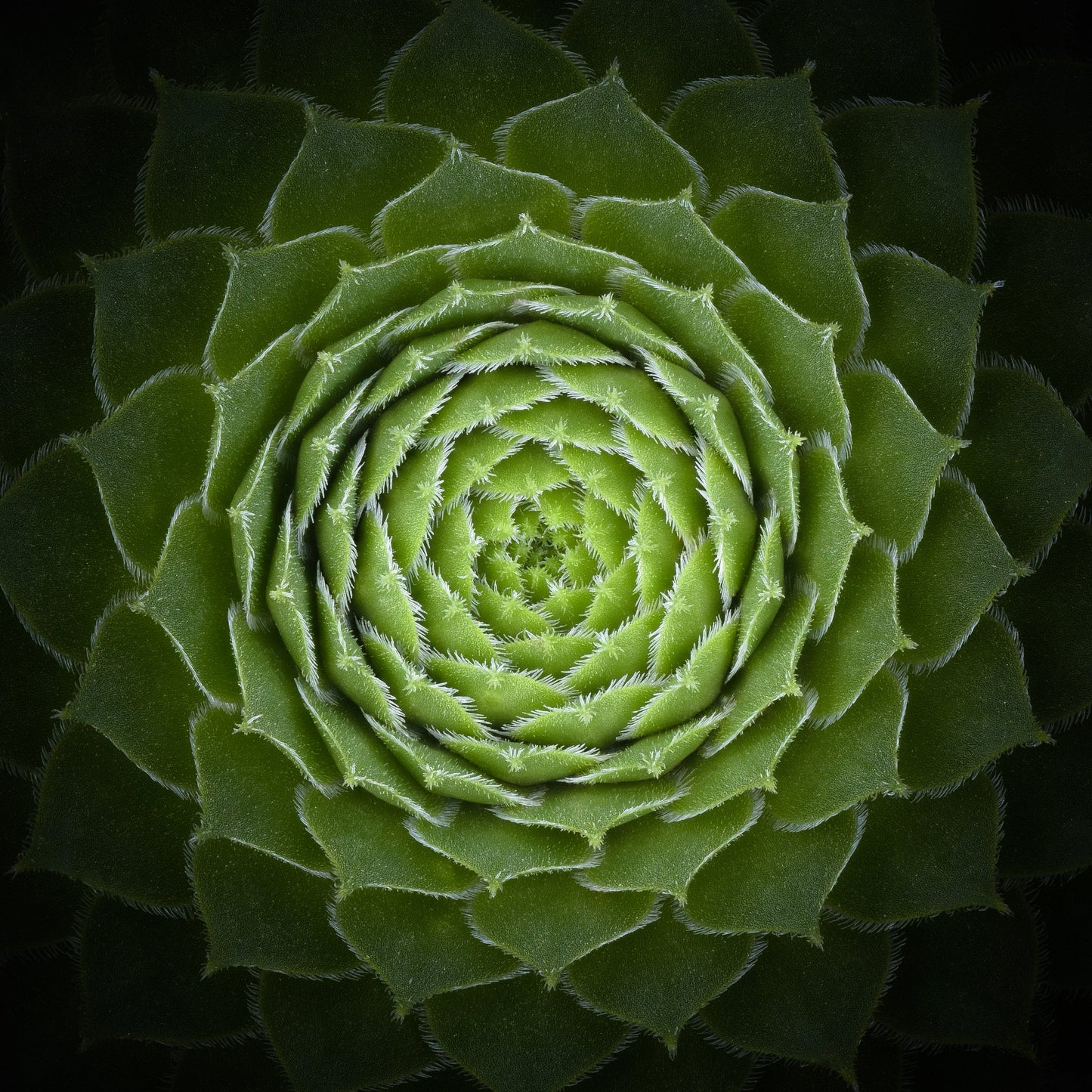 Succulent - Poster / Art Print