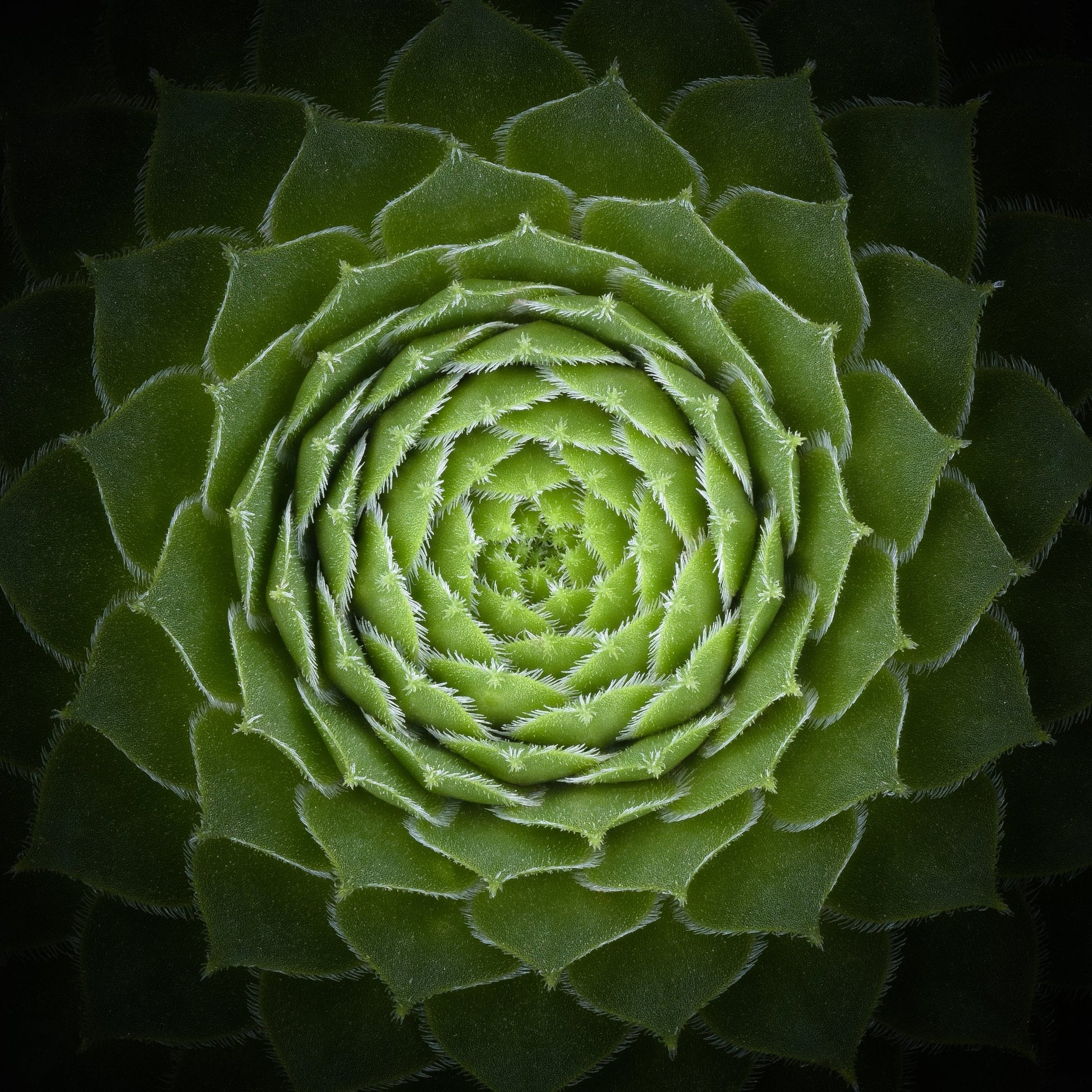 Succulent - Poster / Art Print