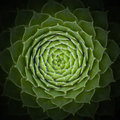 Succulent - Poster / Art Print