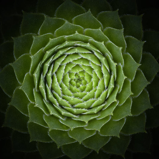 Succulent - Poster / Art Print