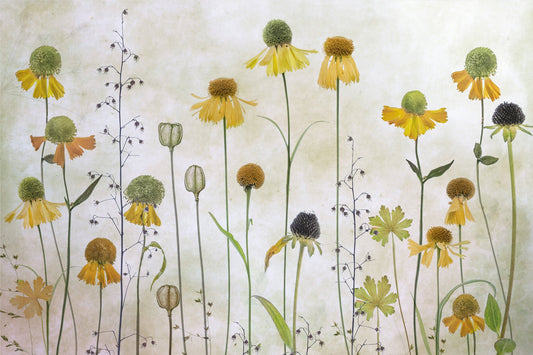 Helenium - Poster / Art Print