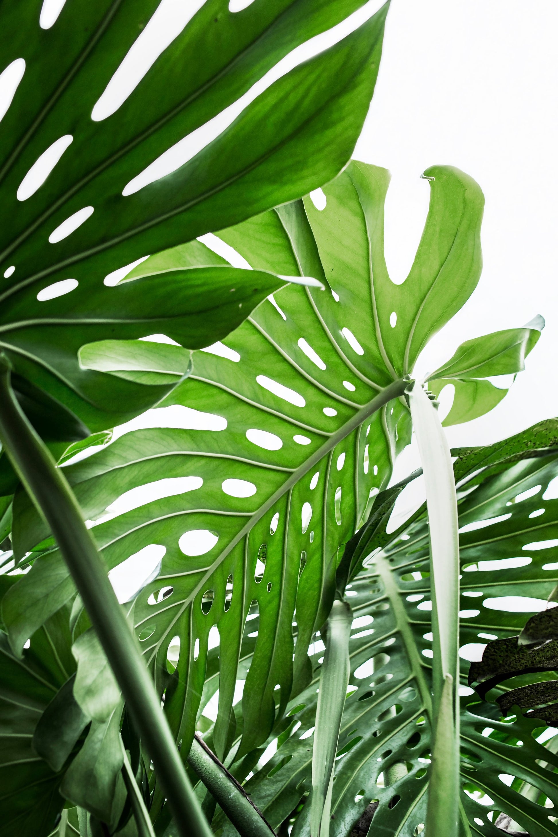Jungle - Poster / Art Print