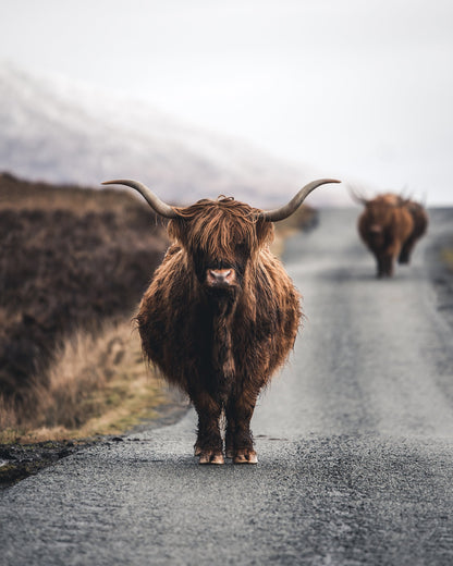 Cow - Poster / Art Print