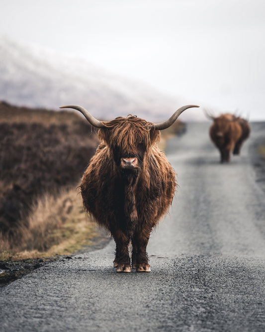 Cow - Poster / Art Print