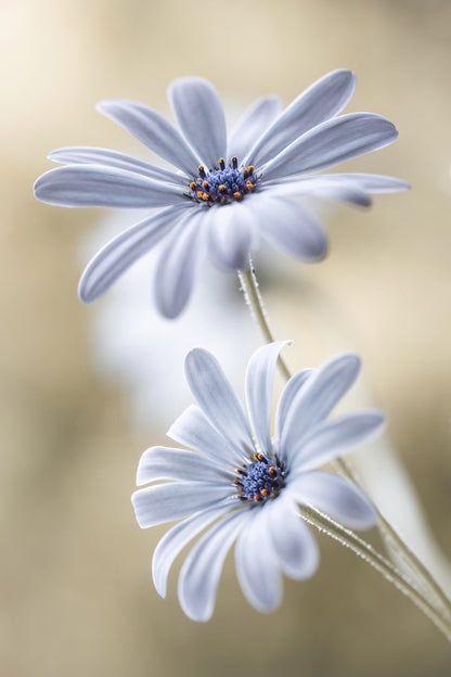 Cape daisies - Poster / Art Print