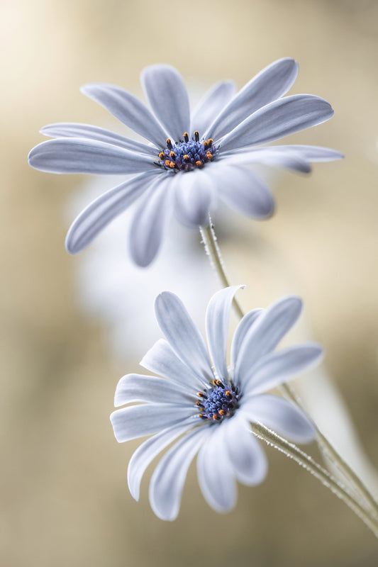 Cape daisies - Poster / Art Print