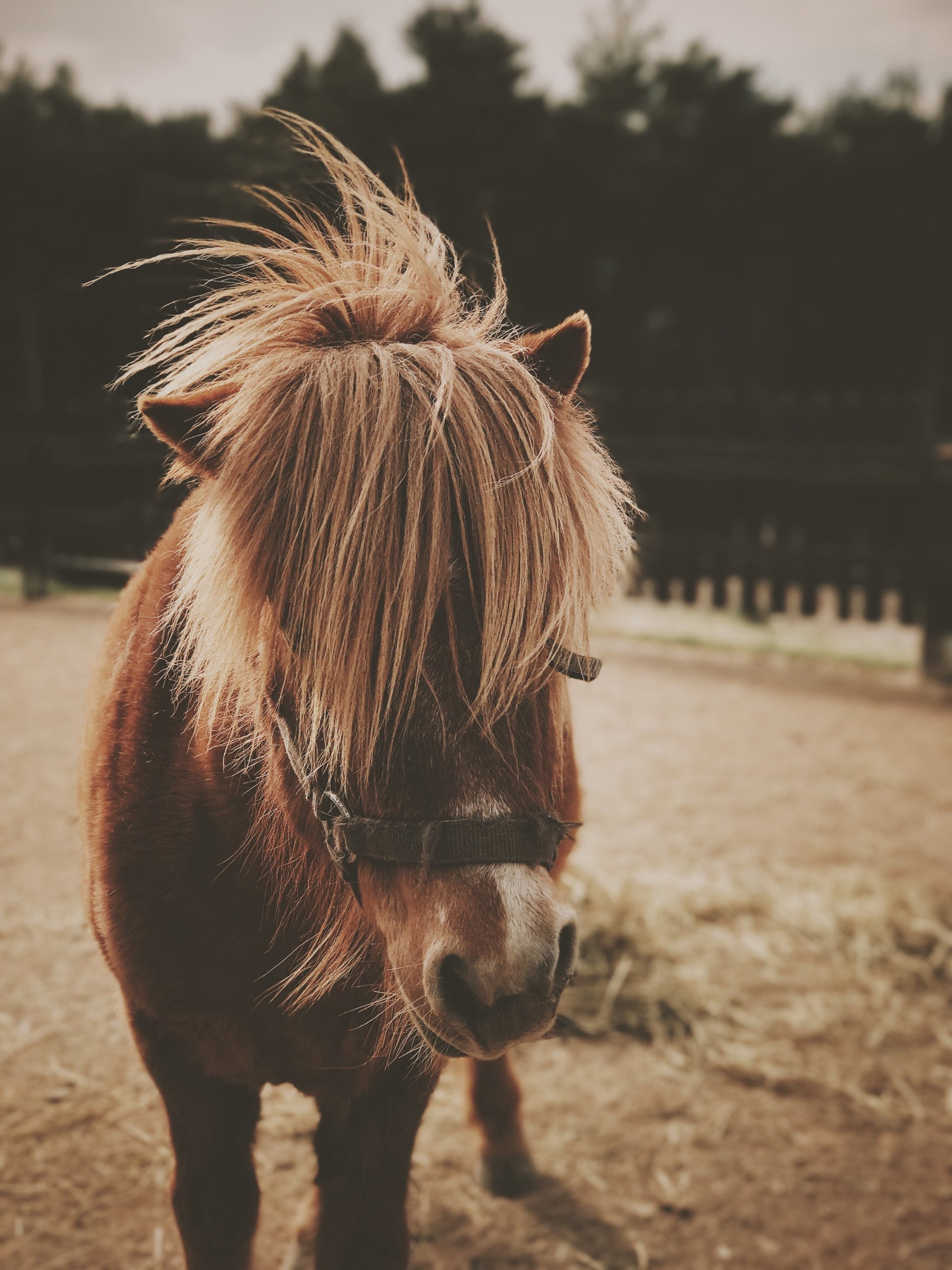 Small Horse - Poster / Art Print