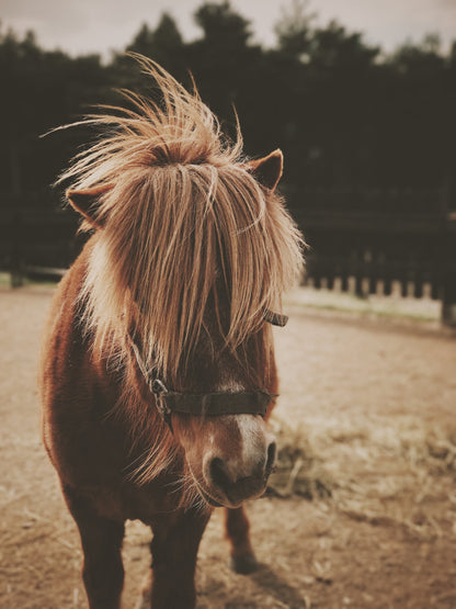Small Horse - Poster / Art Print