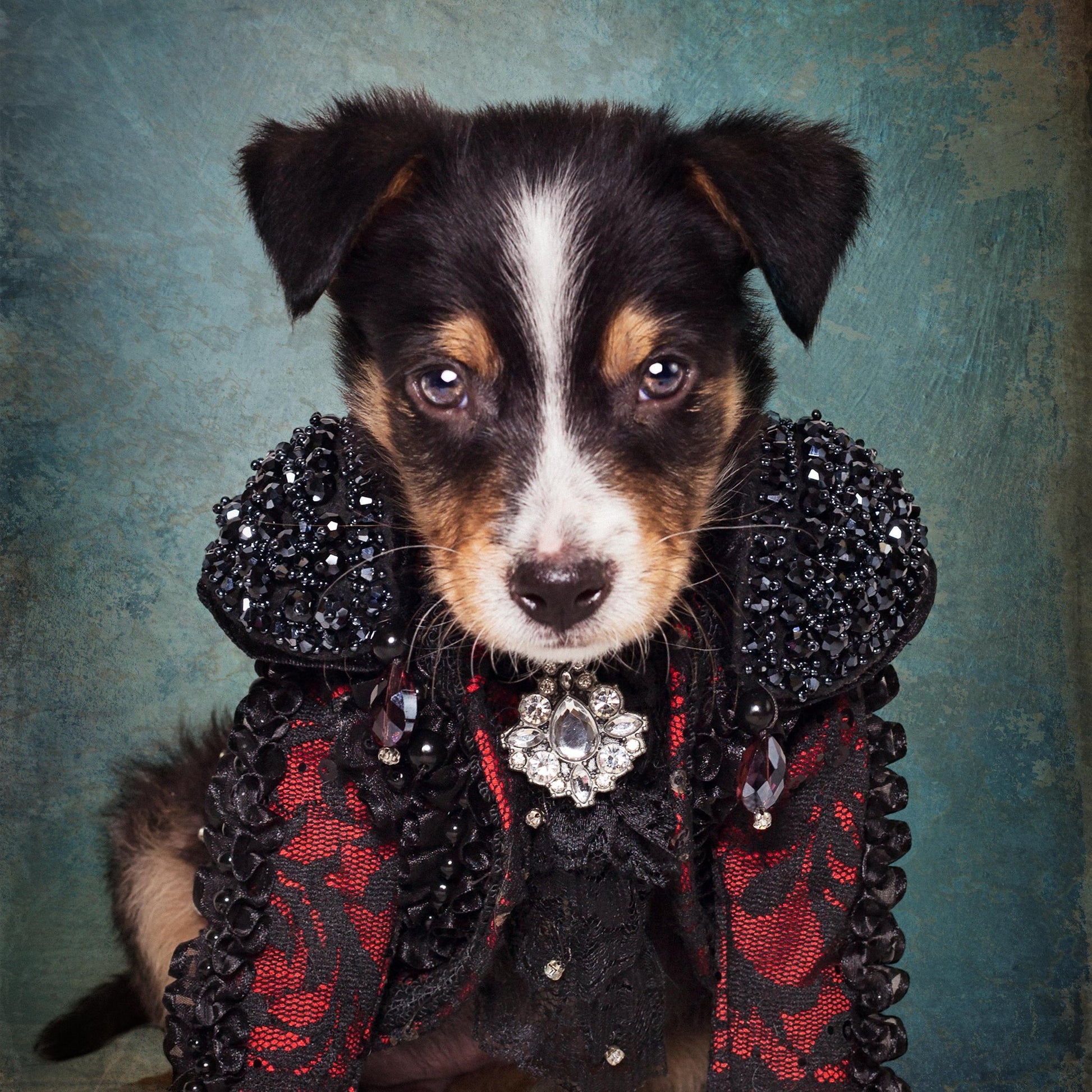 Shelter Pets Project - Loki - Poster / Art Print