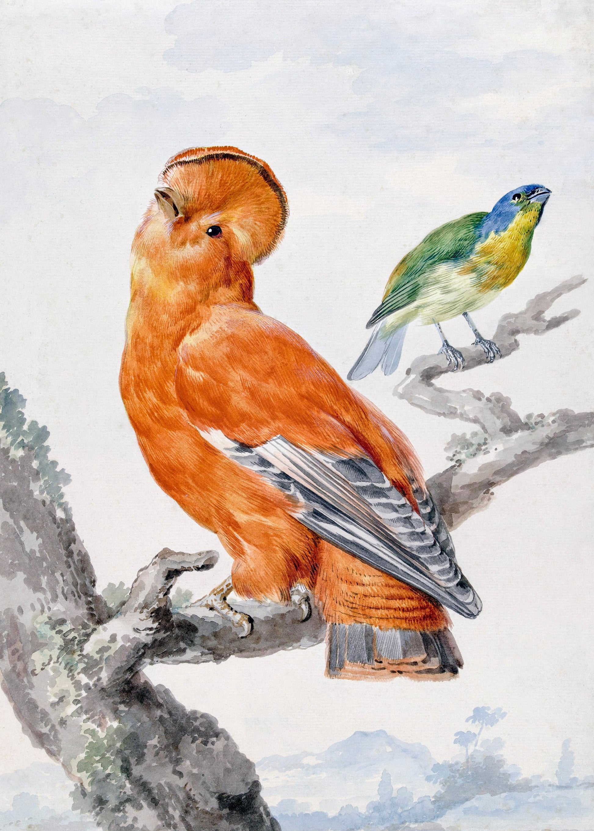 Two Exotic Birds - Poster / Art Print