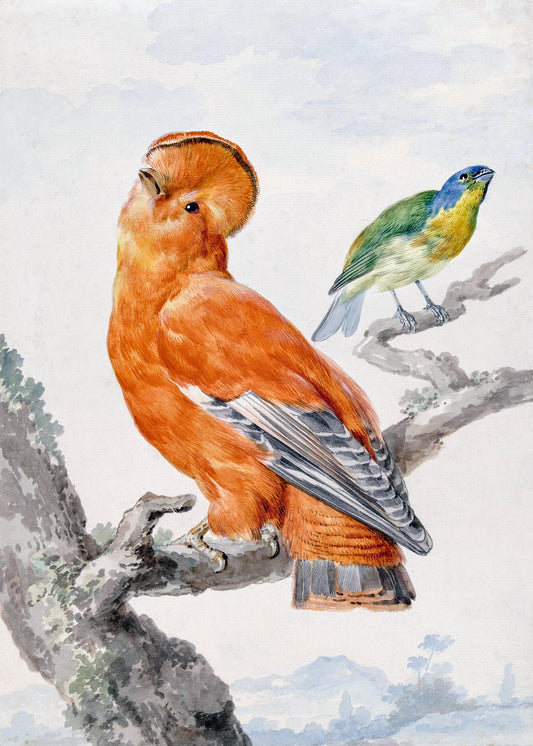 Two Exotic Birds - Poster / Art Print