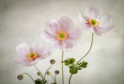 Anemones - Poster / Art Print