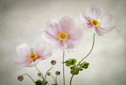 Anemones - Poster / Art Print