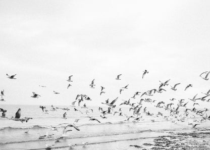 Seagulls - Coastal black and white - Poster / Art Print