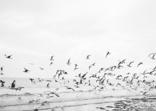 Seagulls - Coastal black and white - Poster / Art Print