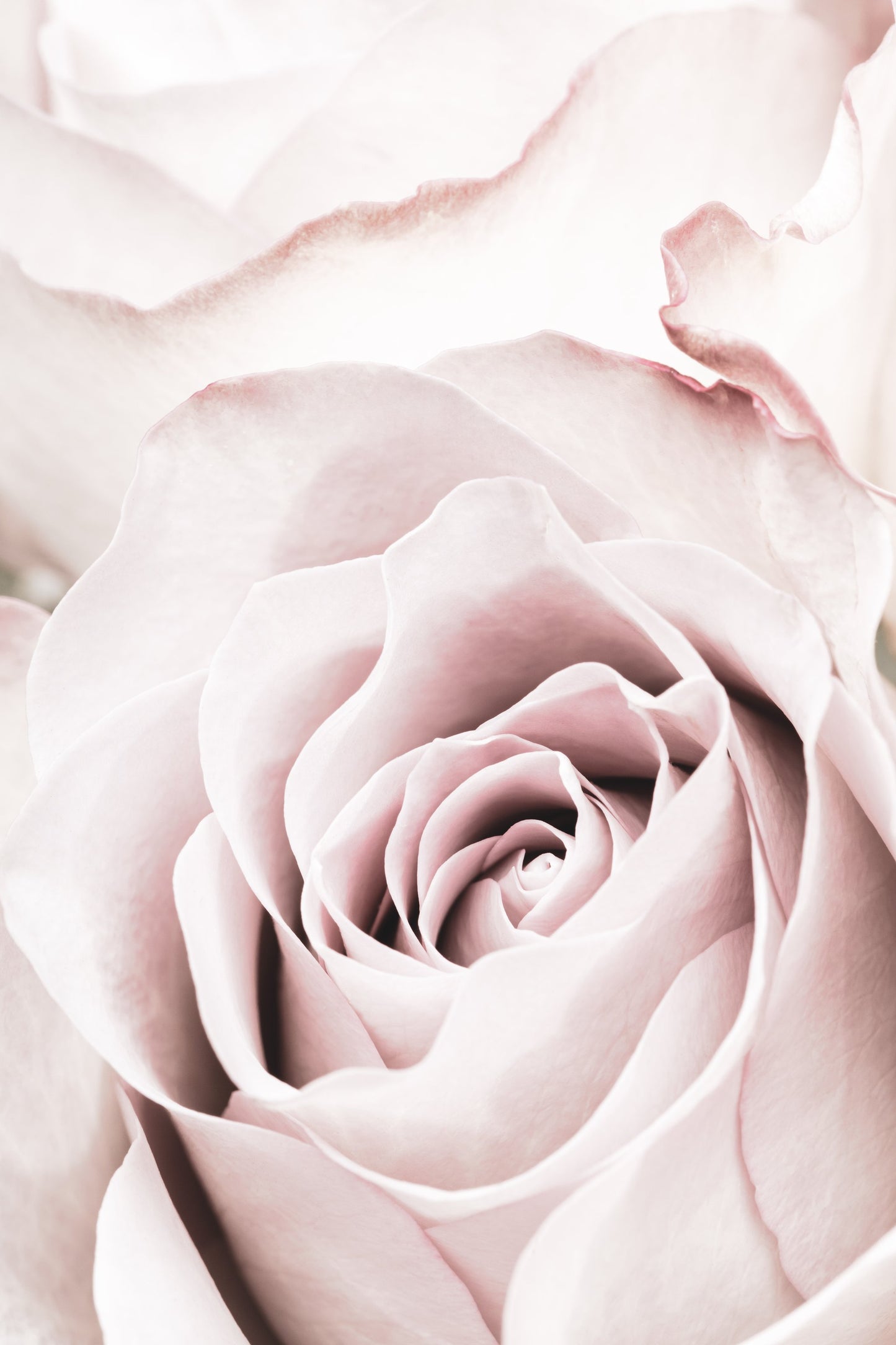 Pink Rose No 05 - Poster / Art Print