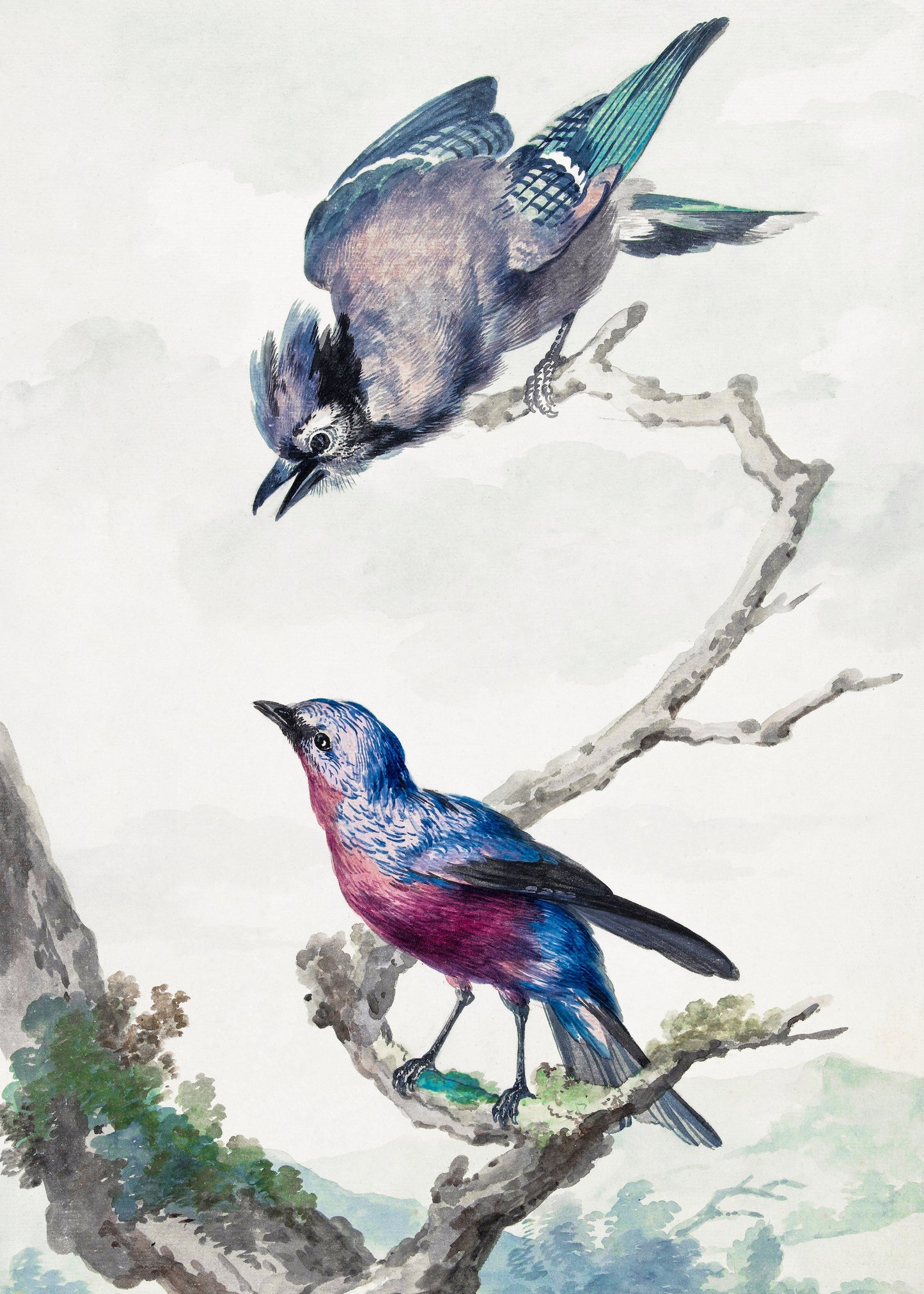 Two Birds  a Blue Jay and a Purple Breasted Cotinga - Poster / Art Print