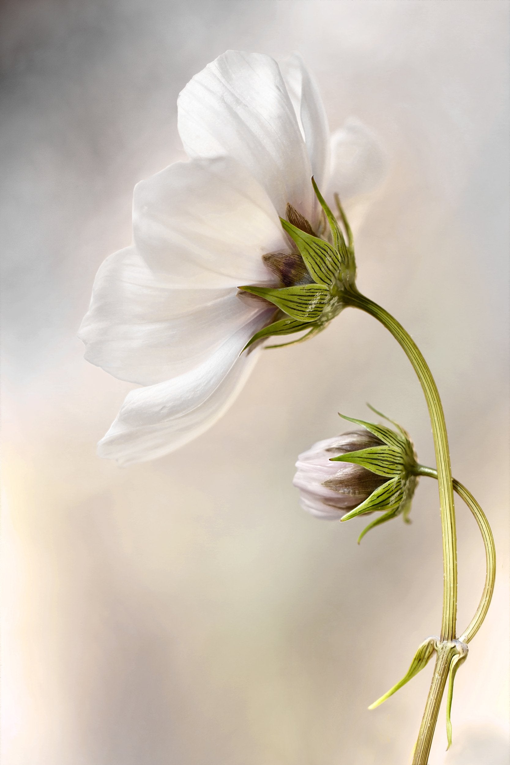 Heavenly Cosmos - Poster / Art Print