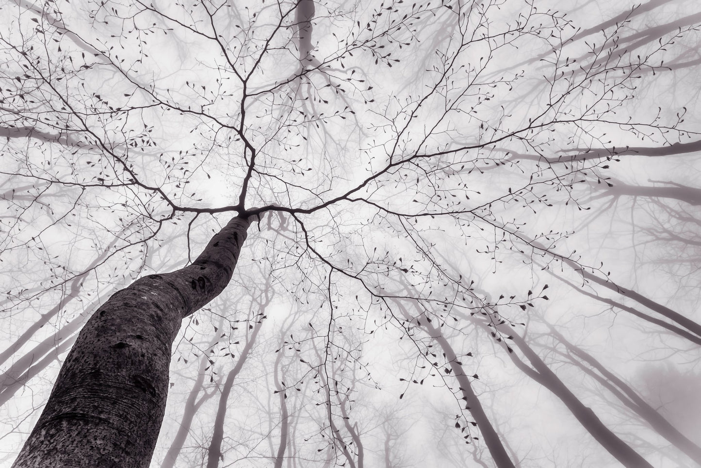 A view of the tree crown - Poster / Art Print