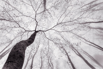 A view of the tree crown - Poster / Art Print
