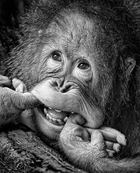 Big Smile.....please - Poster / Art Print