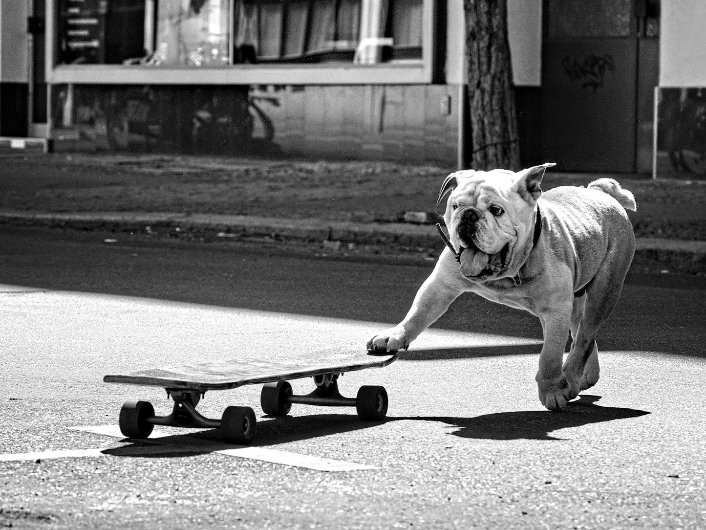 Dogs just want to have fun - Poster / Art Print