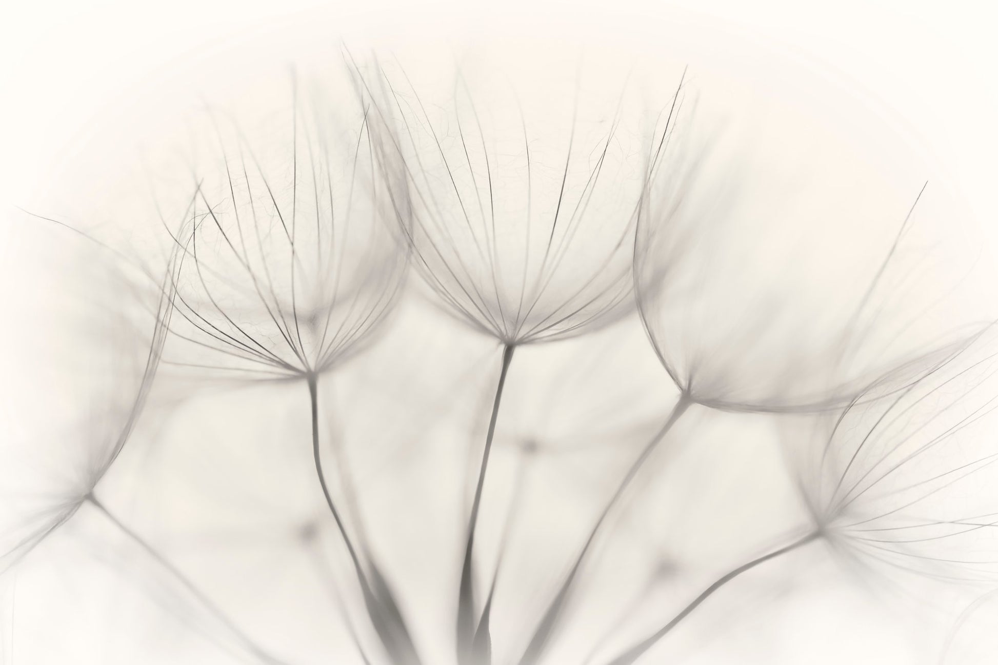 No title - Poster / Art Print
