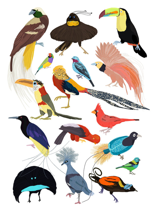 Birds of Paradise - Poster / Art Print