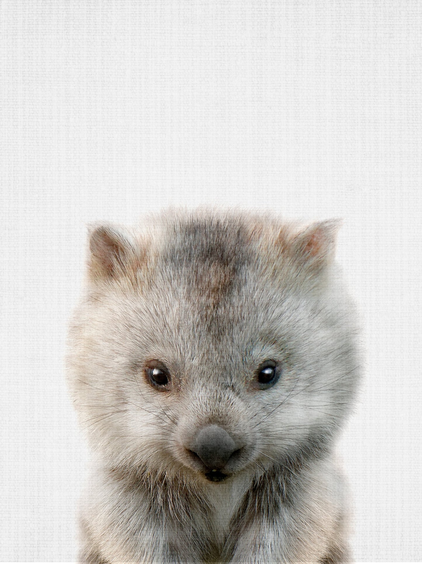 Peekaboo Baby Wombat - Poster / Art Print
