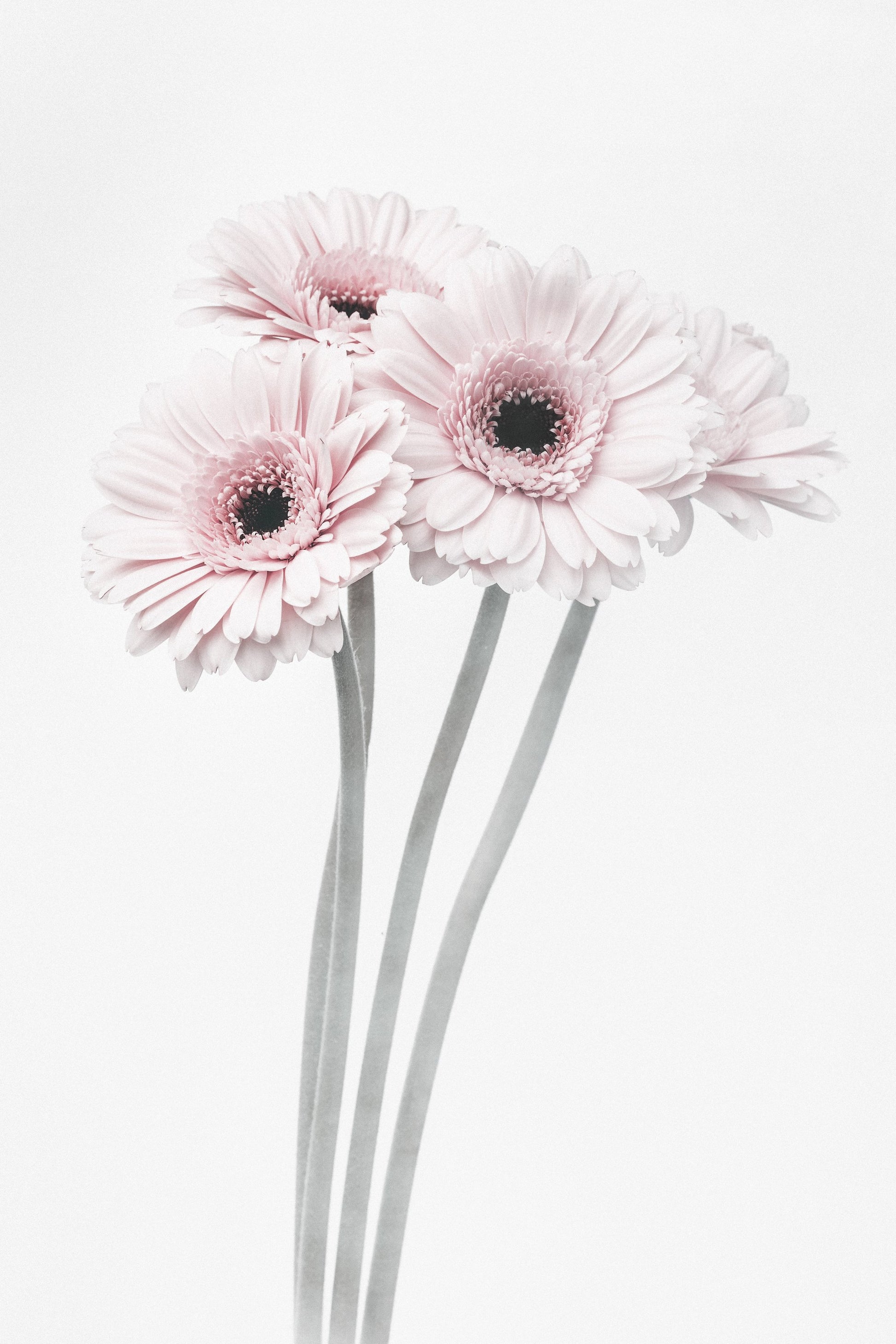 Pink Flowers - Poster / Art Print