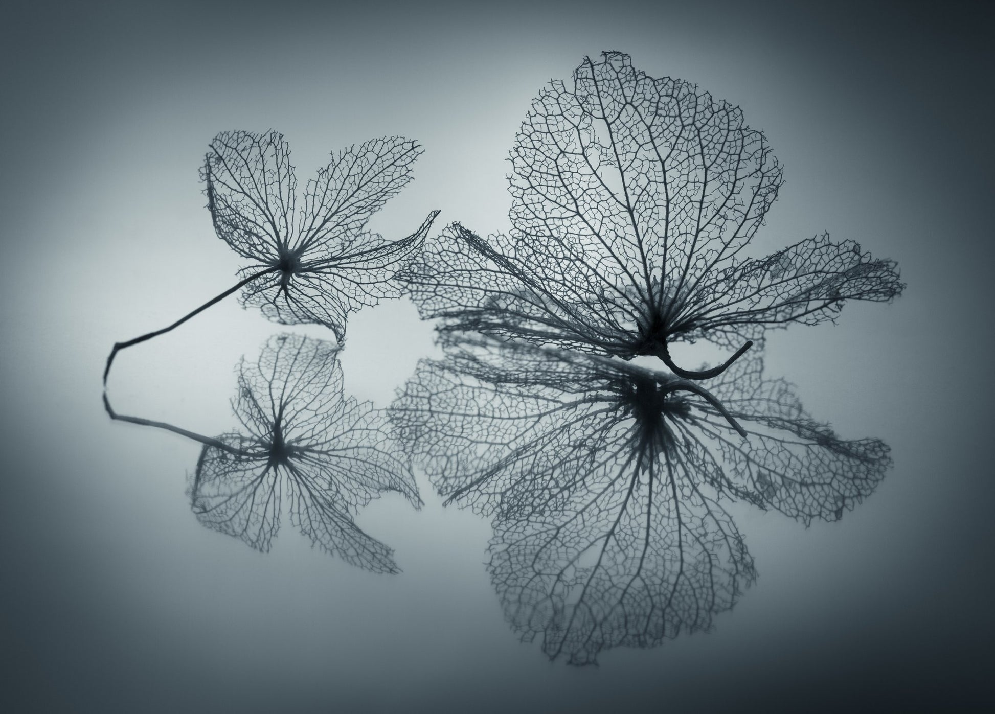 Ephemeral Beauty - Poster / Art Print