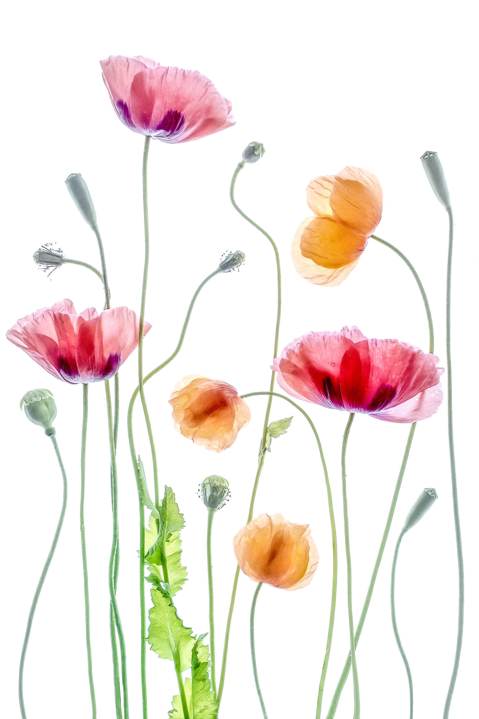 Poppies - Poster / Art Print