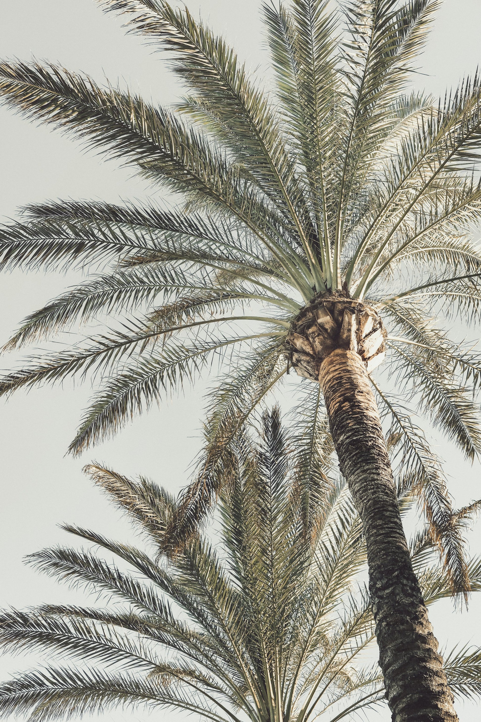 Palm_005 - Poster / Art Print
